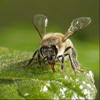 Más biodiversidad es más productividad