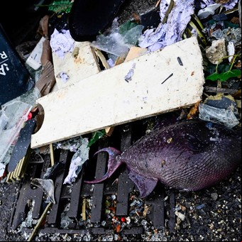 Estalló el acuario cilíndrico más grande del mundo: tenía ocho pisos y 1.500 peces terminaron en la calle