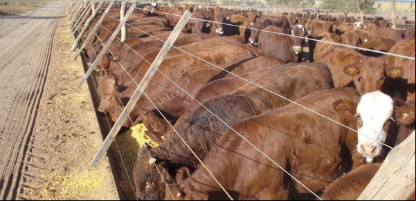 Los corrales se llenaron por la falta de pasto: ¿habrá más oferta de hacienda gorda?
