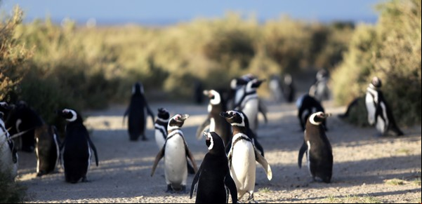 En un juicio histórico, condenaron al acusado de la matanza de pingüinos en Punta Tombo por daño ambiental y crueldad animal