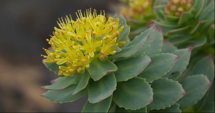Hierba Rhodiola.