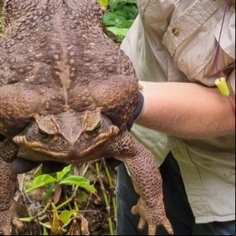 Mataron a "Toadzilla", un monstruoso sapo hembra de tres kilos