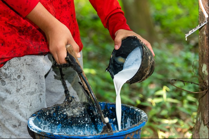 Un rallador traslada el látex de campo de la taza a un balde antes de que se lleve a la planta de tratamiento. (Foto: ilustración Shutterstock)
