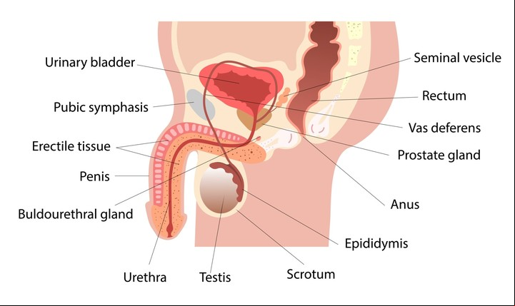 Cáncer de próstata, el mal que persigue a los hombres.