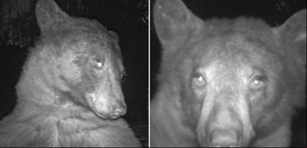 Un oso descubrió una cámara trampa y se hizo 400 selfies