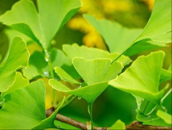 Para el té medicinal de ginkgo biloba. se usa la hoja del árbol.