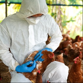 Gripe aviar: apareció un caso en aves de corral en Río Negro y Argentina suspendió las exportaciones de productos avícolas