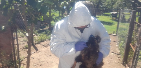 "Situación sin precedente": se perdieron 12,5 millones de aves en una región clave por la gripe aviar