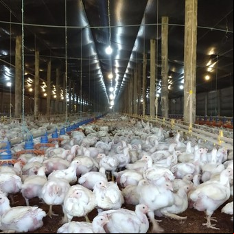 Los costos ambientales son el único límite que encuentra la producción aviaria