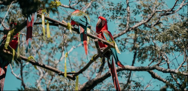 Guacamayo rojo: cómo trabajan para recuperar una especie extinta en el país