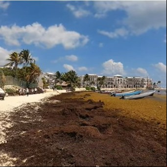 El "cinturón de sargazo" amenaza con ser una plaga récord en las costas de Florida y México