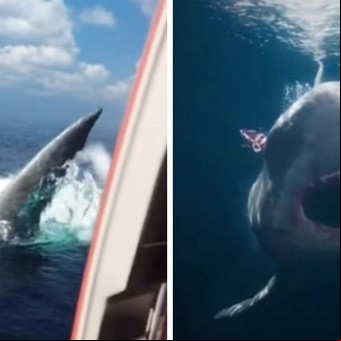 Un video que da la vuelta al mundo: así se vería el ataque de un megalodón en la actualidad
