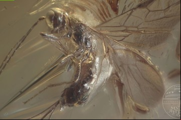 Descubren una nueva especie de avispa con cinco ojos dentro de un ámbar