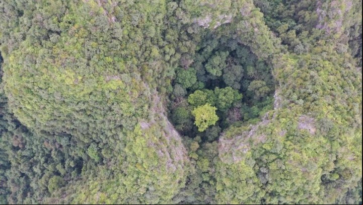 Con casi 150 años de edad, el árbol se eleva sobre una depresión de cumbres (Rwitter).