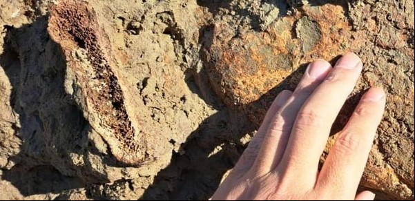 Encuentran en Mar Chiquita los restos fósiles de un megaterio