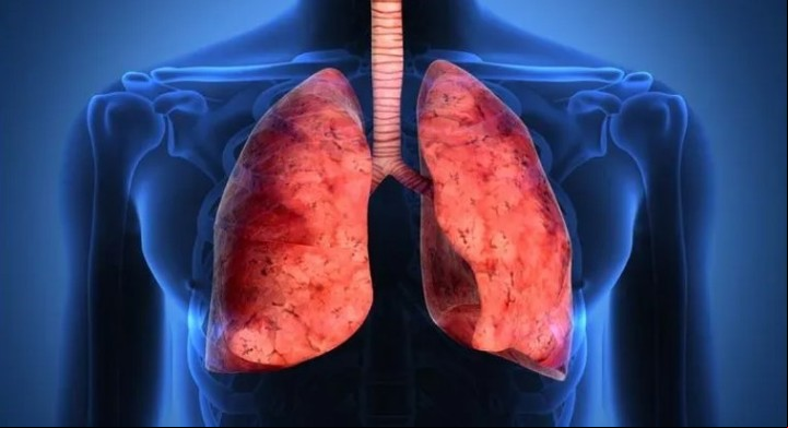 Los pulmones son unos de los órganos más importantes del cuerpo humano.