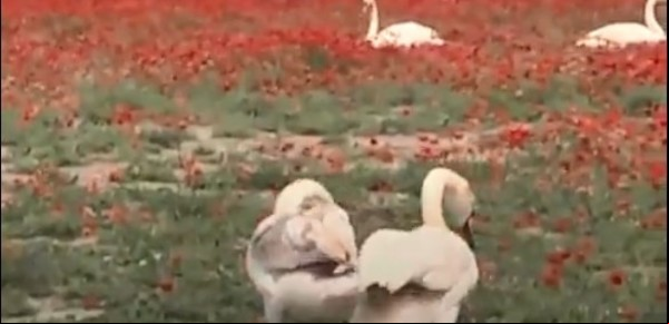 Cientos de cisnes se volvieron adictos a la amapola en Eslovaquia: varios murieron y otros fueron internados