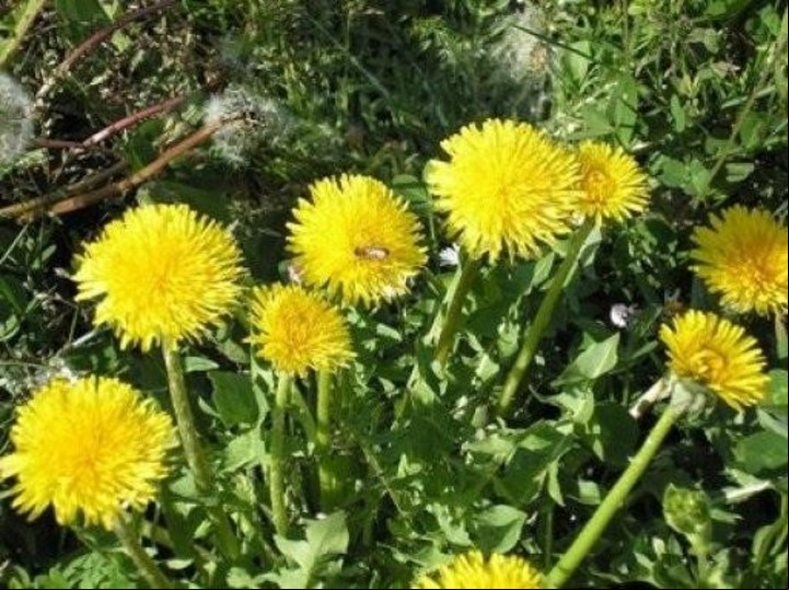 El diente de león es una planta herbácea.