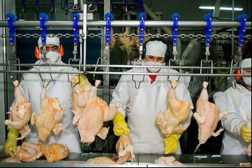 Gripe aviar: Chile reabrió su mercado para las producciones avícolas argentina 
