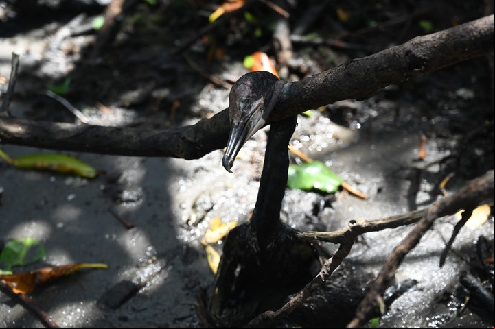 Una ave muerta yace enganchada entre las raíces del manglar. Foto: Orlando Sierra / AFP