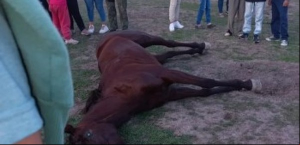 Cuatro detenidos por la muerte de dos yeguas en carreras cuadreras y la causa que investiga la Justicia