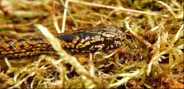 "Harrison Ford": la nueva especie de serpiente que fue descubierta en la selva de Perú