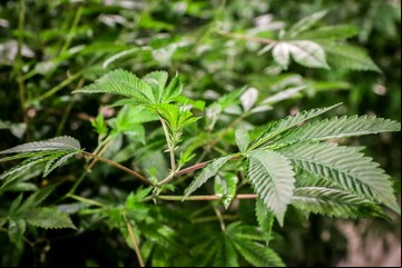 El cannabis, el nuevo "superalimento" que autorizó el Gobierno 
