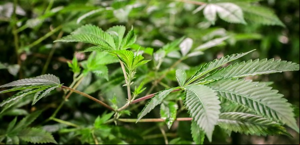 El cannabis, el nuevo "superalimento" que autorizó el Gobierno