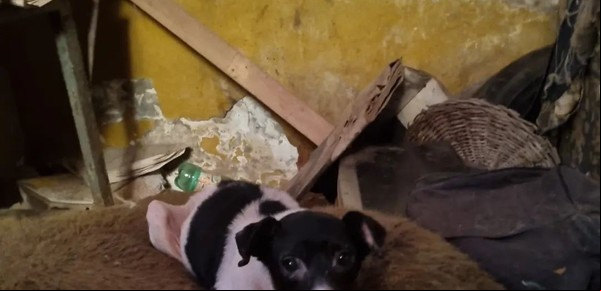 Cómo sigue el caso de la psiquiatra que tenía perros muertos en su casa y qué pasó con los sobrevivientes