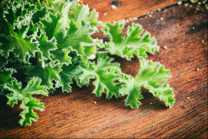 La planta de citronela, un aliado contra los mosquitos. Foto: Shutterstock
