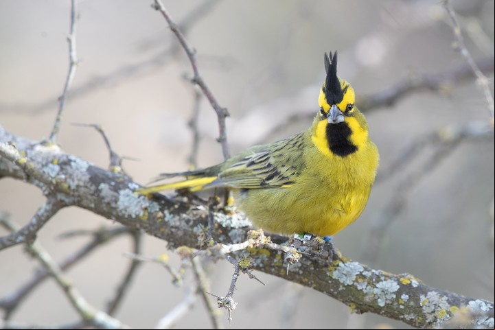Cardenal amarillo. Fundación Temaikén