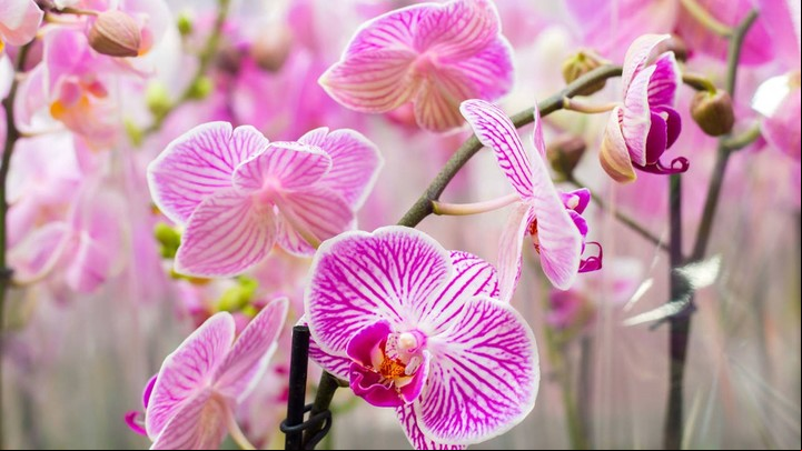 Una de las mejores opciones para tener una planta con flores dentro de la casa son las orquídeas