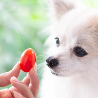 ¿Qué pasa si un perro come tomate?
