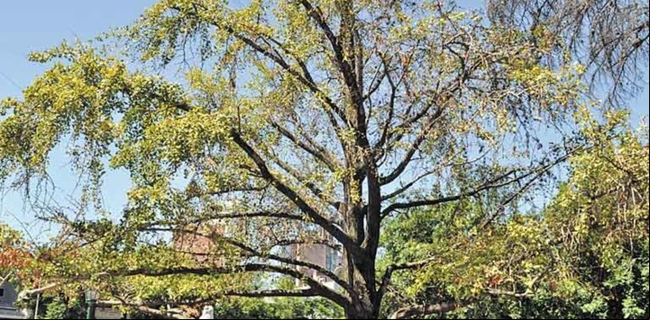 El Ginkgo Biloba de la Plaza Mitre, en Sofia Santamarina y Alem, en el centro de Monte Grande.