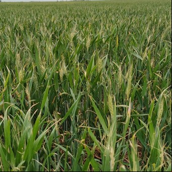 Fertilizó trigo a principios de julio con 200 kg de urea, luego de la aplicación llovió un mes más tarde: ¿Cuál es la eficiencia de absorción de la urea en estas condiciones?