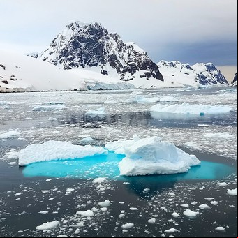 "Pez dragón": descubren una especie ancestral que sobrevivió en glaciares y apareció en la Antártida