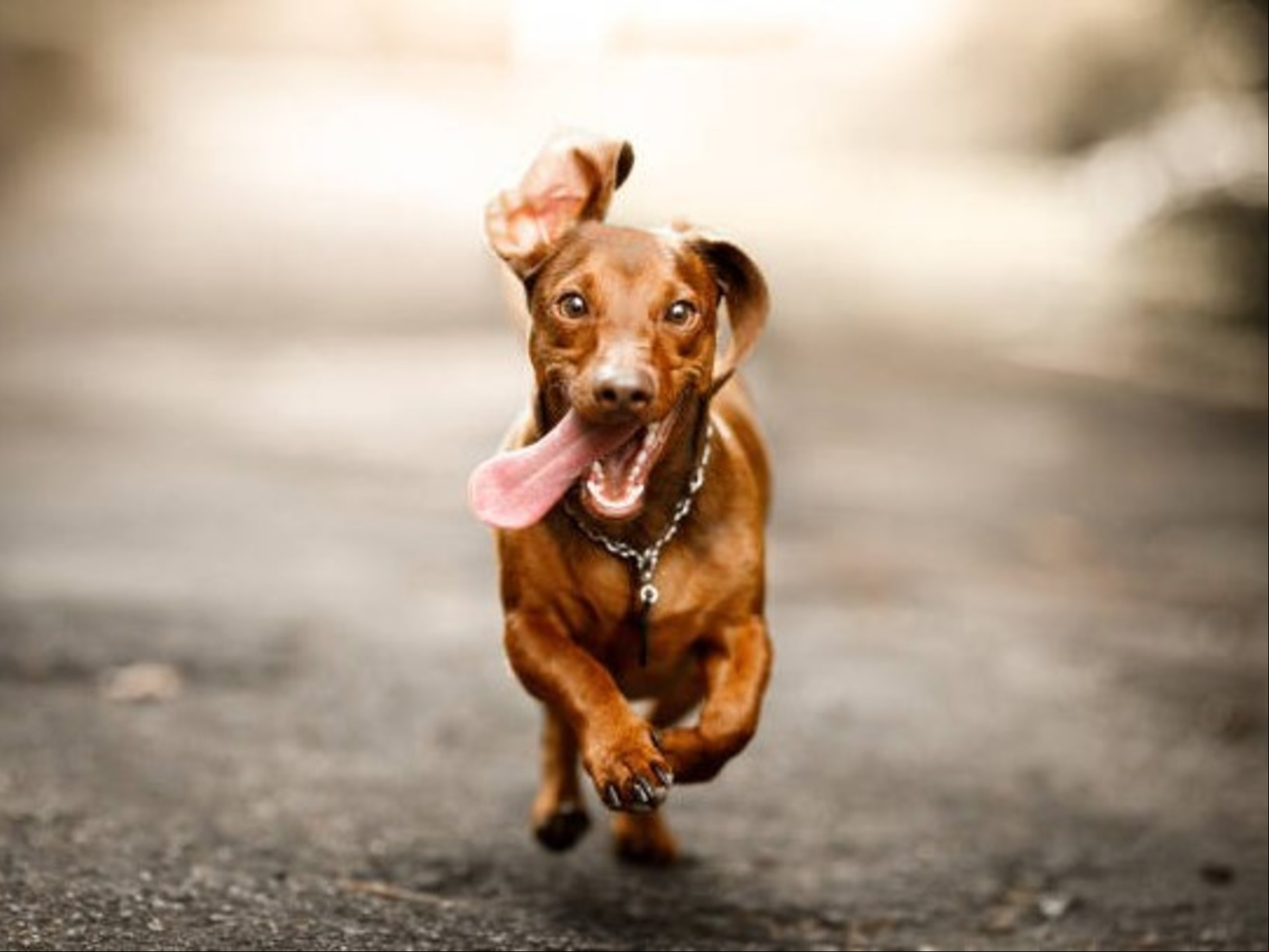¿Cómo ayuda la cúrcuma a los perros?/ Foto: iStock.