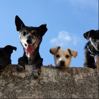 Qué pasa si un perro come lentejas
