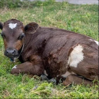 Vendían un ternero para ser comido en Navidad y el animal terminó en un lugar impensado