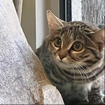 Es el gato más peligroso del mundo, una "máquina de matar"