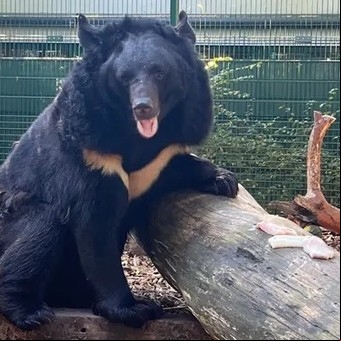 Yampil, el oso ucraniano que se salvó de ser comido por los soldados rusos 