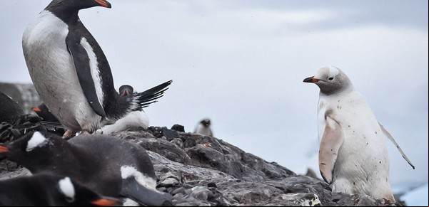 Encontraron en la Antártida un raro pingüino que es blanco como la nieve