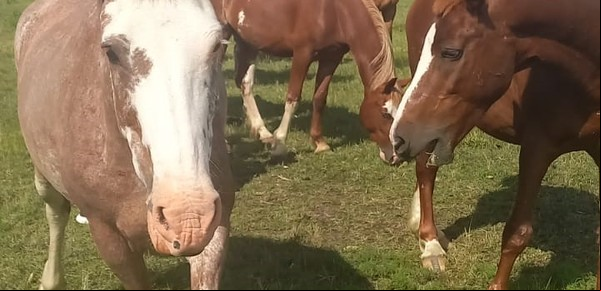 Cómo ayudar a 20 caballos rescatados de la calle con metales y plásticos que ya no sirven