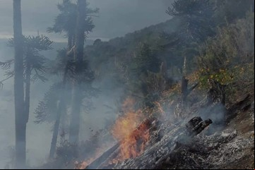 Incendios en la Patagonia: tras la caída de rayos de una tormenta, se quema también el Parque Nacional Lanín