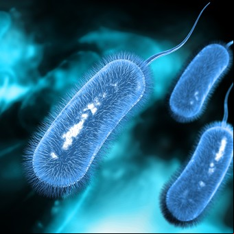 ¿Cuál es la bacteria más peligrosa del estómago?