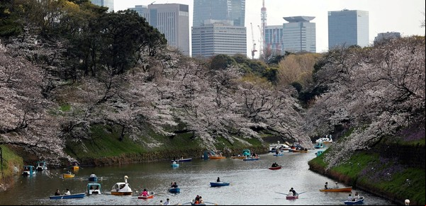 ¿Cómo son los cerezos de Tokio? Los lugares de ‘hanami’ más populares desde el período Edo 