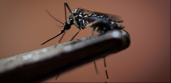 Hay nueve municipios que concentran el 40% de los casos de dengue de la Provincia