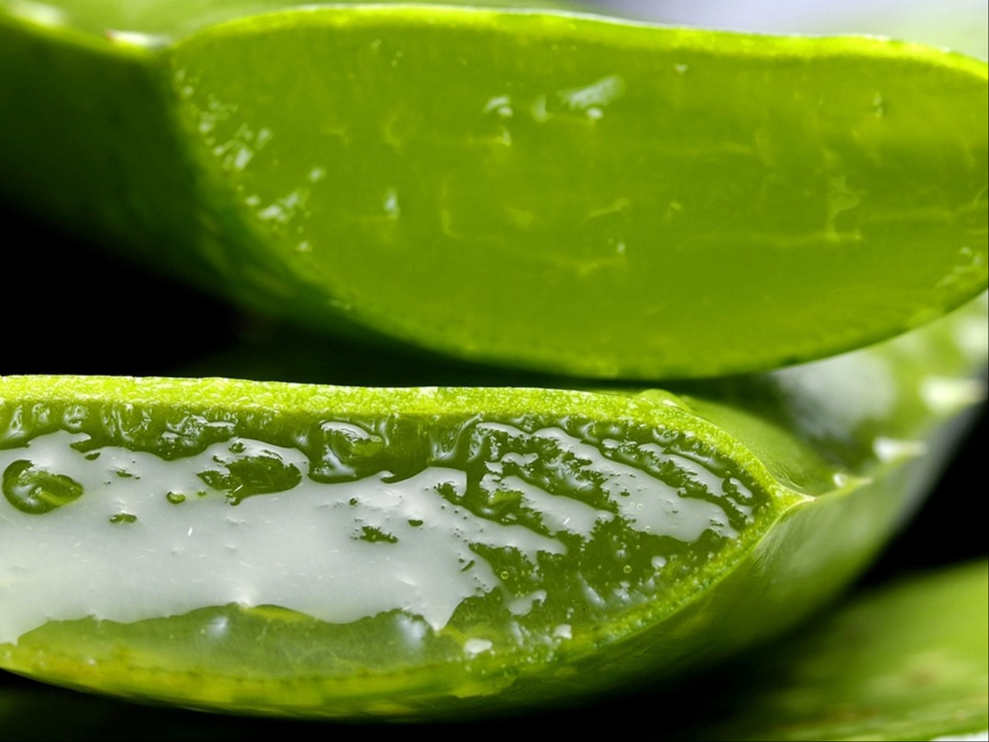 Hidratación natural: aloe vera