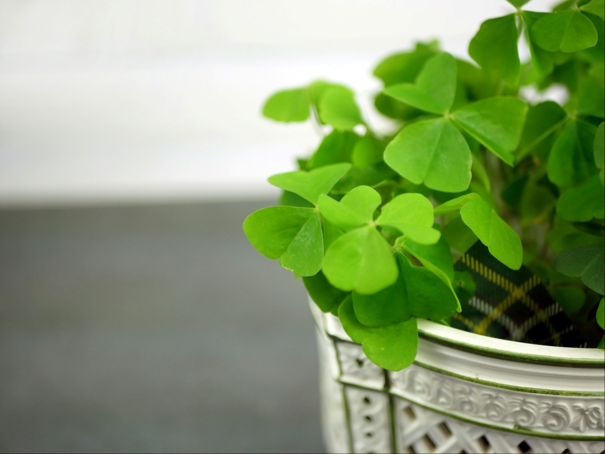 El origen del trébol de cuatro hojas y San Patricio. Foto: Unsplash