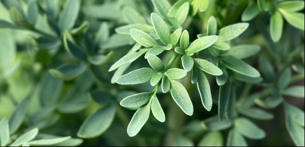 Para qué sirve el té de ruda, cómo se prepara y a qué hora hay que tomarlo